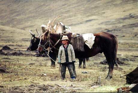 Tibet,s horse boy