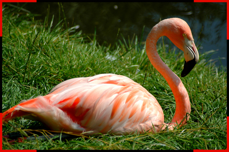 Flamingo in the sun!
