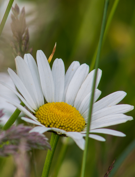 Margrietje.....