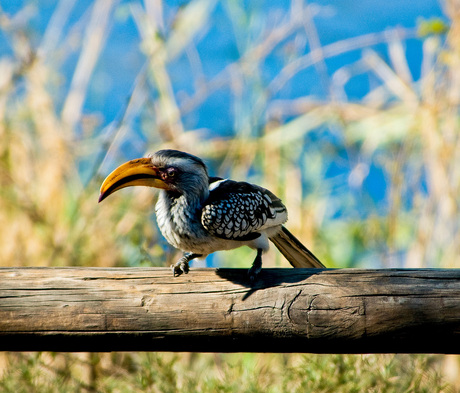 Neushoornvogel.