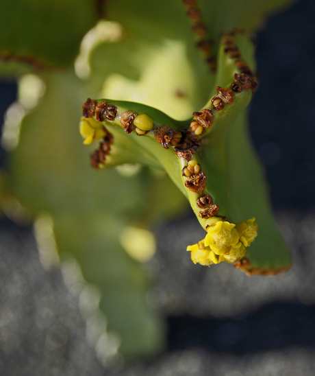 Cactus