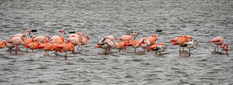 Overwinteraars in het Grevelingenmeer.