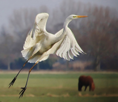 Opvliegende zilverreiger