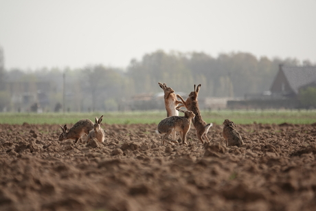 Rammeltijd bij de hazen