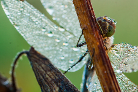 Dauwdruppels in de ochtendzon