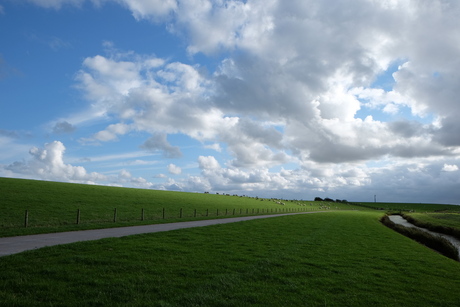 Friesche zeedijk met schapen bij Hollands weer