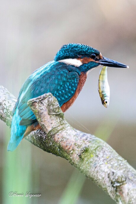 ijsvogel 2 27-08-2019