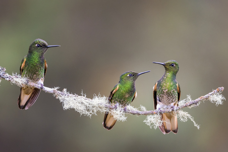 Drie kleine vogeltjes die zaten op een tak