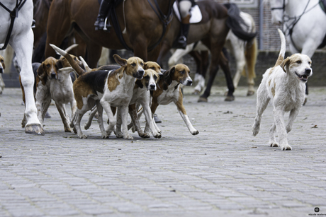 honden in actie met slipjacht