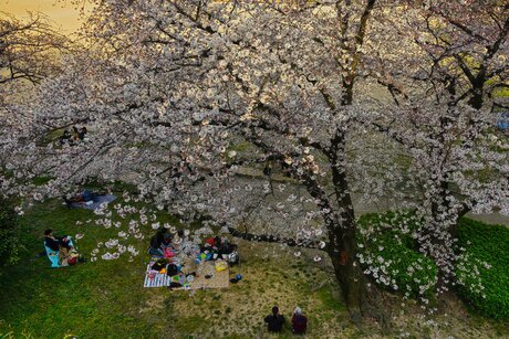 sakura picnic