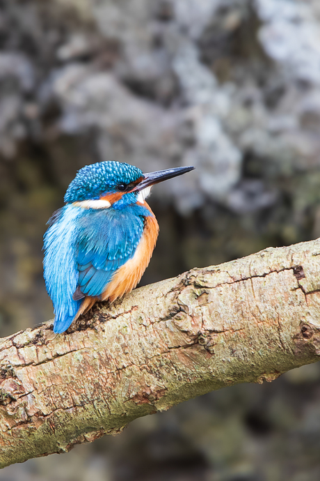 IJsvogel 