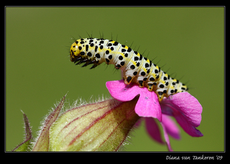 Rups helmkruidvlinder