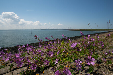 lente bij de Oosterschelde