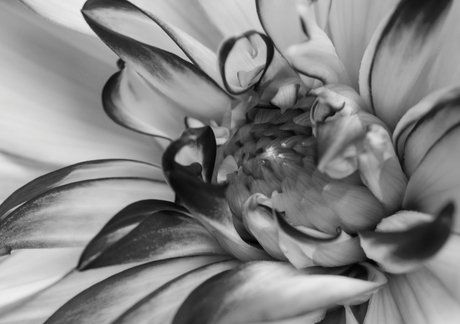 Colourless Flower