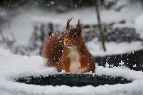 Eekhoorntje in Winter Wonderland