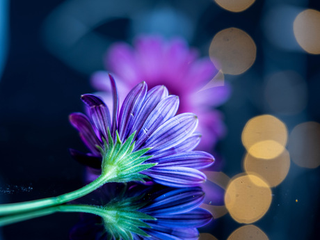 Spaanse margriet