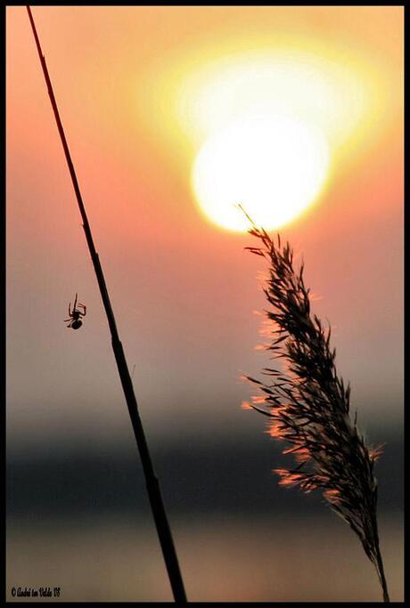 Riet bij zonsondergang