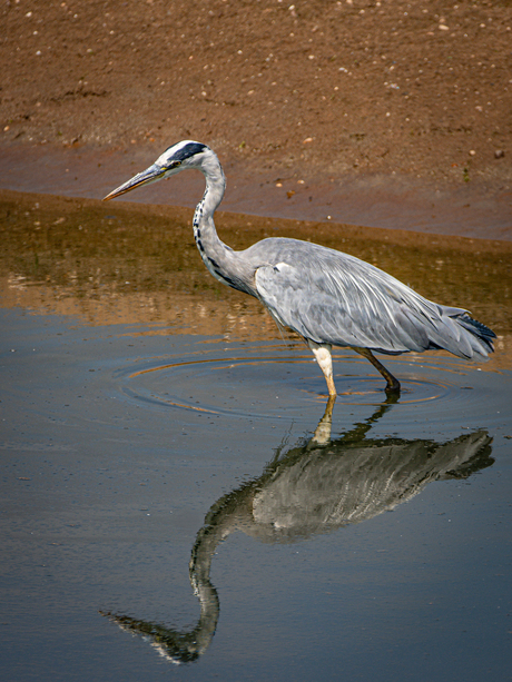 Reiger reflectie