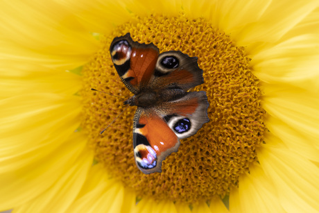 verlangen naar de zon