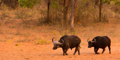 buffels op weg naar het water