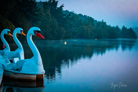 Zwanenbootjes met verlof