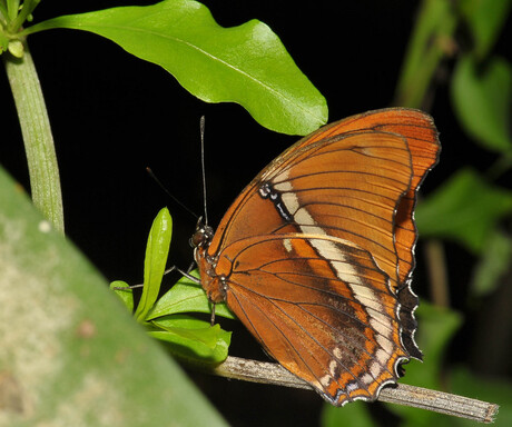 Siproeta Epaphus