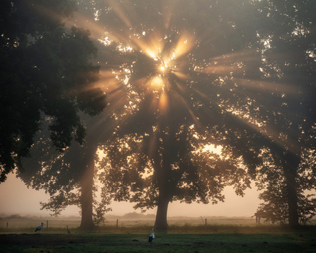 Morning Magic
