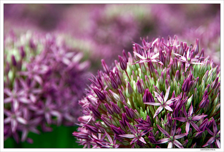 Bloemetjes