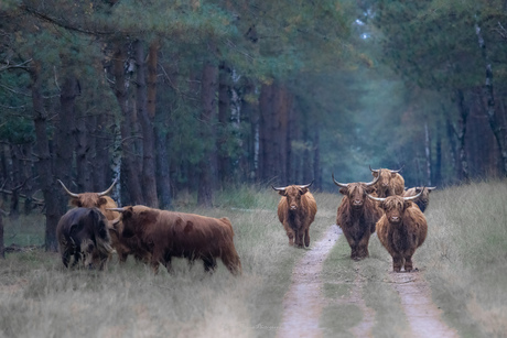 schotse hooglanders