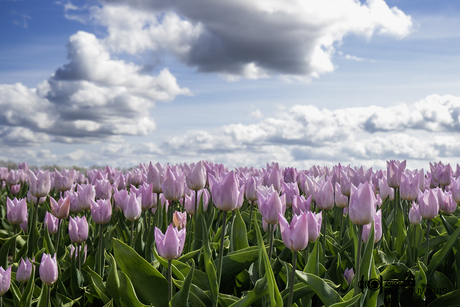 Tulpenveld in drenthe