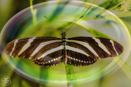 The zebra butterfly