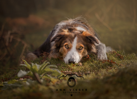 Loki in het mos