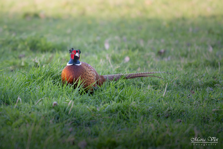 Fazant 