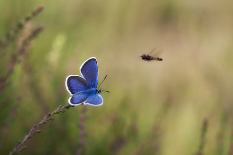 Koninklijk blauw