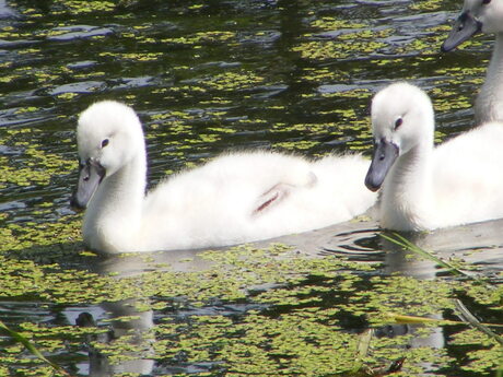 zwanen familie (8).JPG