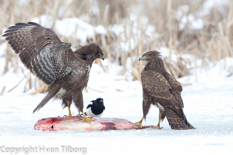 Buizerd