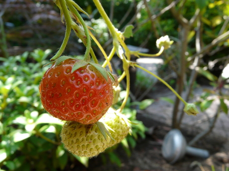 Verse Aardbeien!