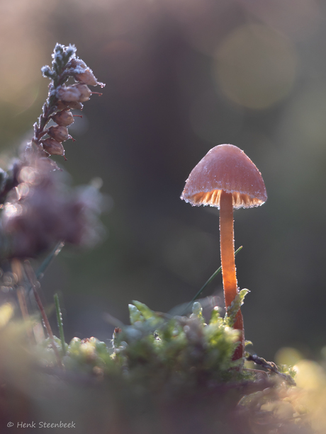 Berijpt paddenstoeltje op de hei