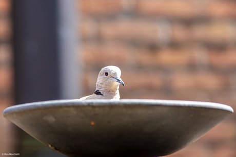 Door een ongelukkige val vorige week met camera en al ,alleen maar wat foto,s in de achtertuin gemaakt....