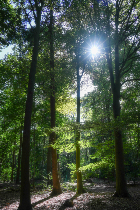 Zomerse zonnestralen 