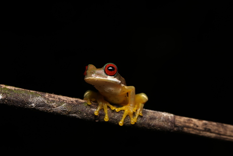 Red eyed stream frog
