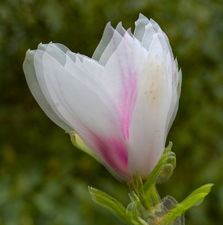 Magnolia