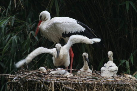 Nest ooievaars