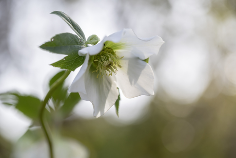 Helleborus Niger