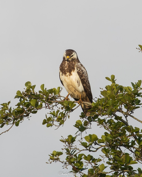 Buizerd 