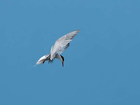 Common Tern 1