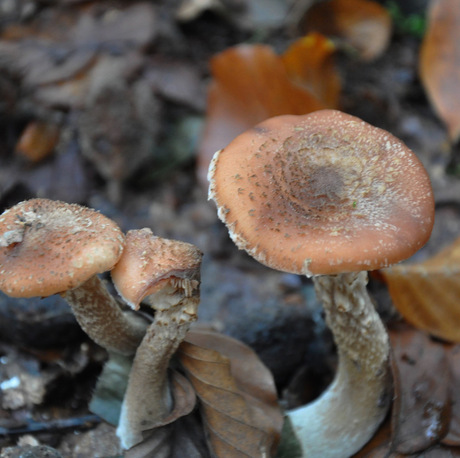 Dubbele paddenstoel