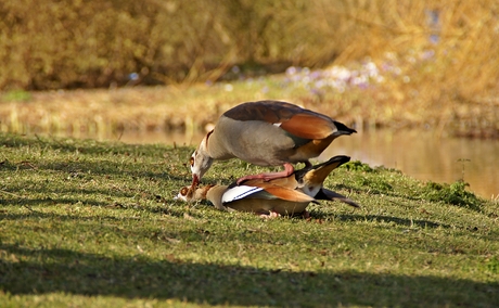 lente kriebels