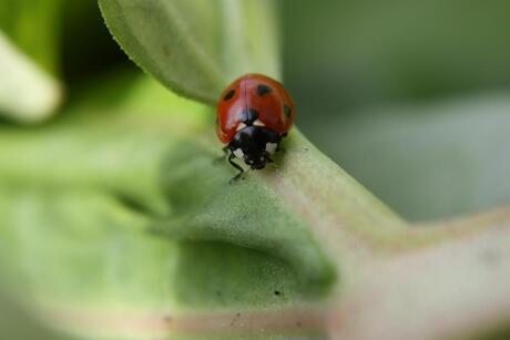 lief beestje