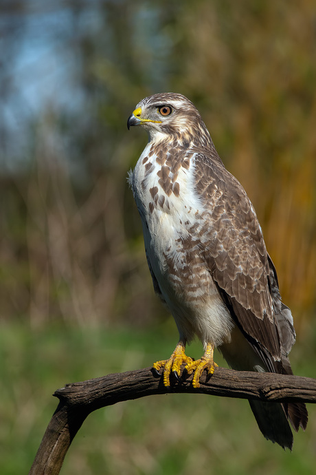 Buizerd